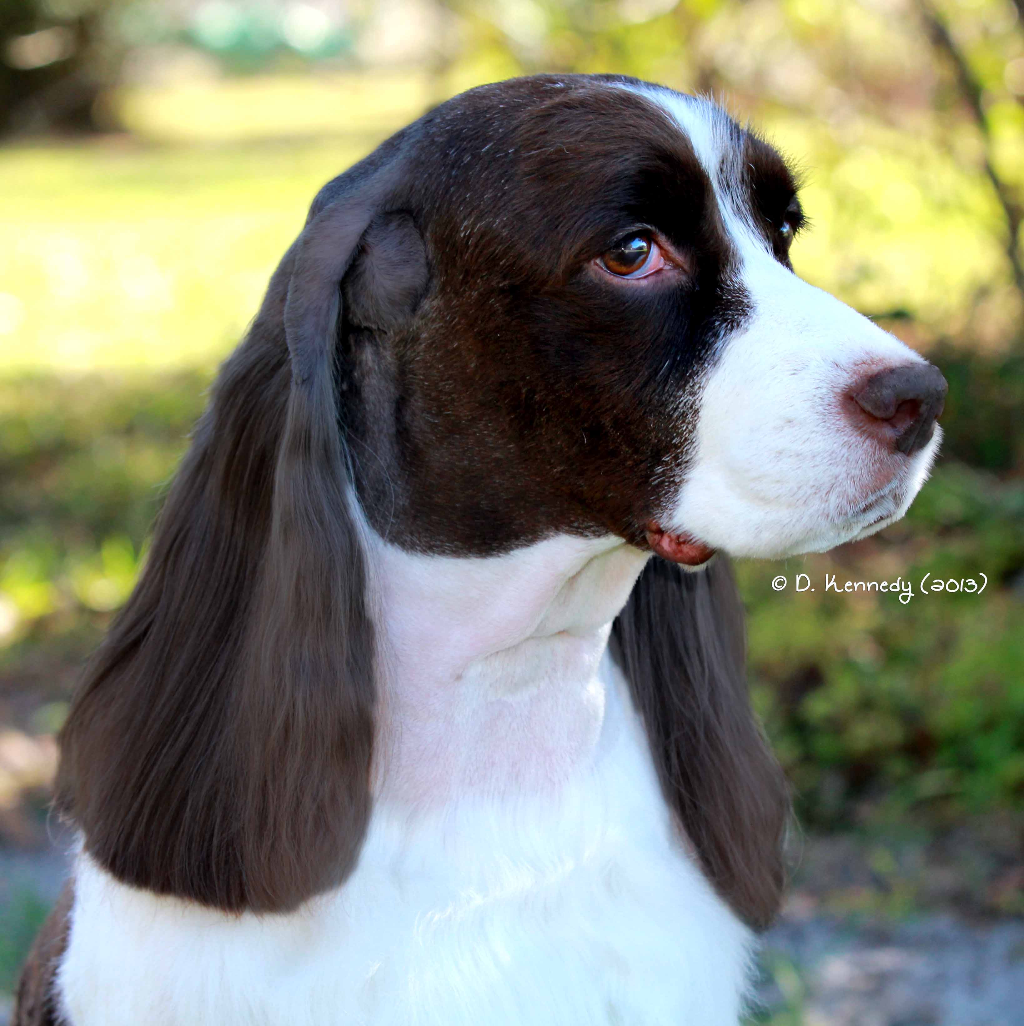 Churchill English Springer Spaniels - Weeki Wachee, FL