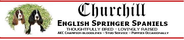 Churchill English Springer Spaniels